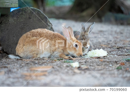 [兔子島]奧野島上的野兔 70199060