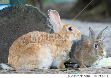 [兔子島]奧野島上的野兔 70199061