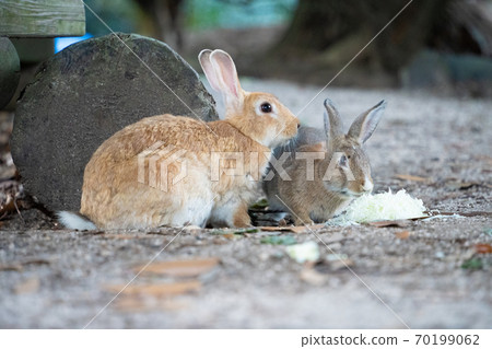[兔子島]奧野島上的野兔 70199062