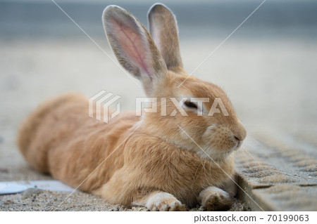 [兔子島]奧野島上的野兔 70199063