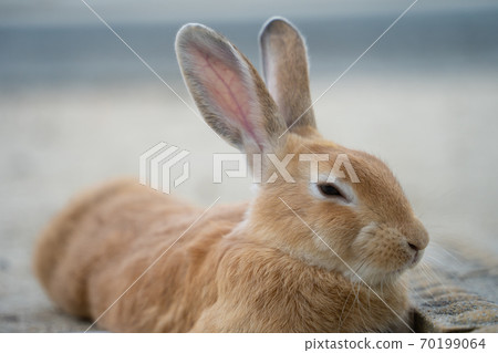 [Rabbit Island] Wild rabbits living on Okunoshima 70199064