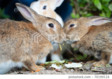 [Rabbit Island] Wild rabbits living on Okunoshima 70199118