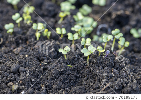 發芽的Komatsuna的新芽 70199173