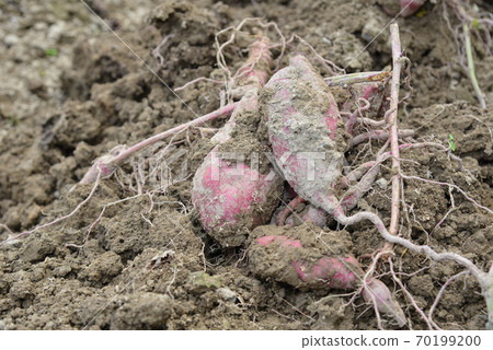 Harvest of sweet potato 70199200