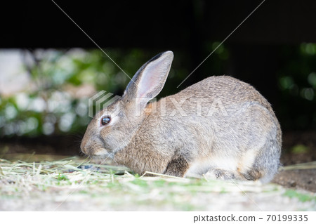 [Rabbit Island] Wild rabbits living on Okunoshima 70199335