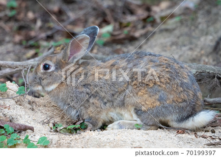 [Rabbit Island] Wild rabbits living on Okunoshima 70199397