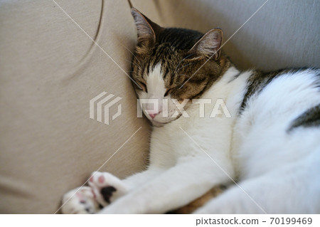 睡覺的貓 70199469