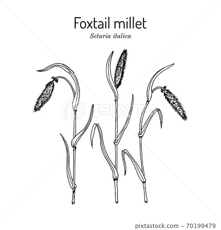 Foxtail millet Setaria italica , edible and forage plant 70199479