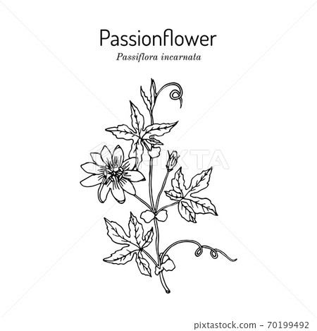 Purple passionflower Passiflora incarnata , medicinal plant. Purple passionflower Passiflora incarnata , medicinal plant. 70199492