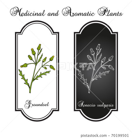 Groundsel Senecio vulgaris , medicinal plant Groundsel Senecio vulgaris , medicinal plant 70199501