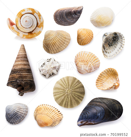 Big collection of seashells isolated on a white background 70199552