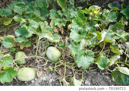 Winter gourd field Winter gourd field 70199721