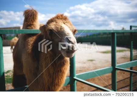 camel in the zoo against the blue sky 70200155
