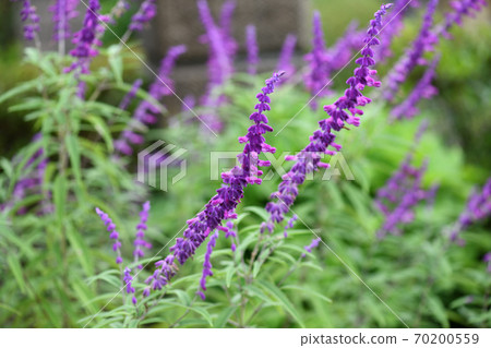 Garden-planted Mexican sage (amethyst sage) Garden-planted Mexican sage (amethyst sage) 70200559