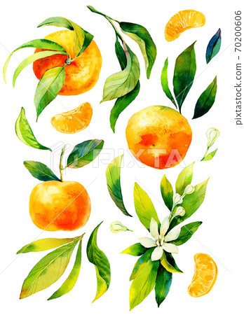 Watercolour bright sketch of ripe mandarin fruit. Watercolor illustration for any colourful design. Hand drawn mandarin isolated on white background. Watercolour bright sketch of ripe mandarin fruit. Watercolor illustration for any colourful design. Hand drawn mandarin isolated on white background. 70200606