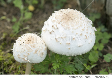 Mushroom parent and child Shiroonitake Mushroom parent and child Shiroonitake 70200760