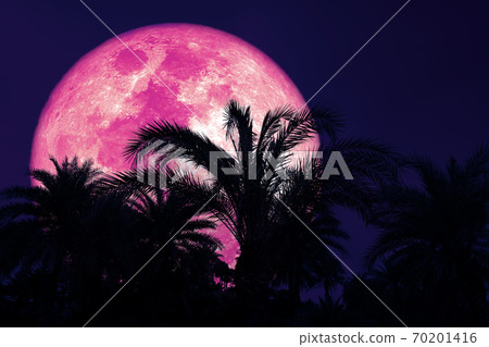 Super harvest pink moon and silhouette coconut tree in the night sky Super harvest pink moon and silhouette coconut tree in the night sky 70201416