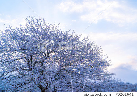 Scenery of rime in the morning on the Takabotchi plateau [Nagano Prefecture] 70201641