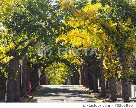 農村調布站周圍的秋葉 70201950