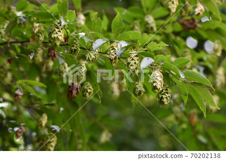Fruit of Carpinus japonica (Kumashide, Kumadare) Fruit of Carpinus japonica (Kumashide, Kumadare) 70202138