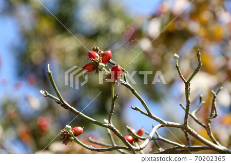 Red dragonfly 70202365