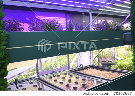 Professional hydroponics setup working. LED lamps lighting, plants growing Professional hydroponics setup working. LED lamps lighting, plants growing 70202637