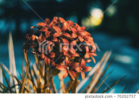 Close-up of a bunch of red kalanchoe flowers Close-up of a bunch of red kalanchoe flowers 70202757