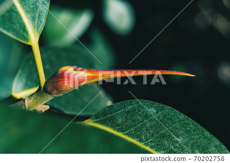 Macro of a reddish flower bud 70202758