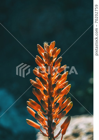 Close-up of the top of a raceme of aloe arborescens 70202759