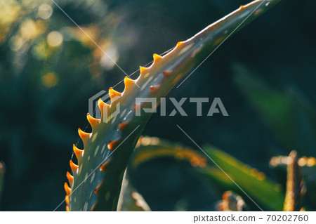Close-up of a curved fleshy leaf with serrated edge 70202760