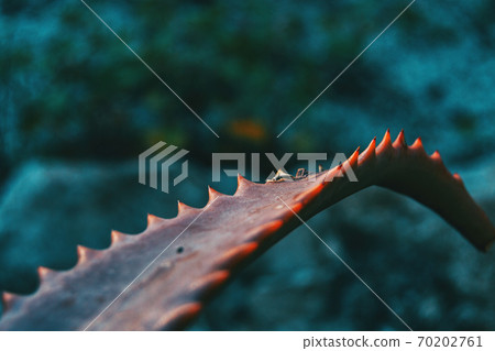 Detail of the leaf of a fleshy plant with serrated edge Detail of the leaf of a fleshy plant with serrated edge 70202761