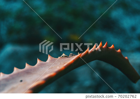 Detail of the leaf of a fleshy plant with serrated edge Detail of the leaf of a fleshy plant with serrated edge 70202762