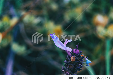 Detail of a purple flower of salvia officinalis Detail of a purple flower of salvia officinalis 70202763