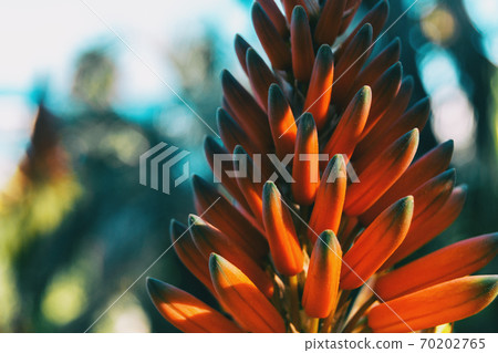 Close-up of a cluster of buds of an aloe arborescens plant Close-up of a cluster of buds of an aloe arborescens plant 70202765