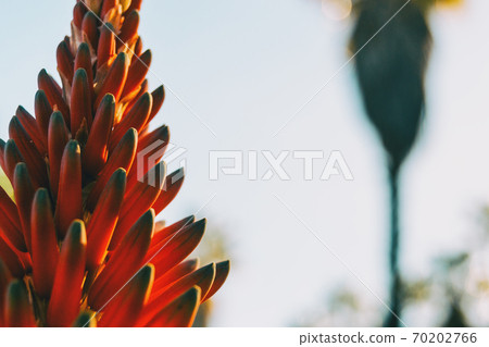Close-up of a cluster of buds of an aloe arborescens plant 70202766
