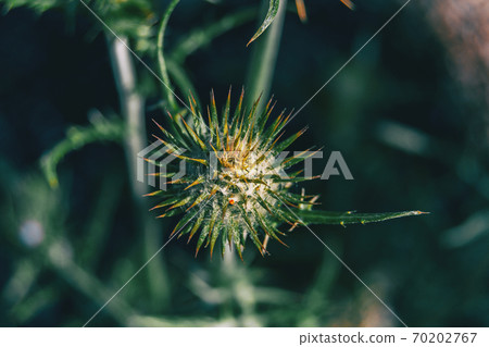 Close-up of a yellowish spined fruit Close-up of a yellowish spined fruit 70202767