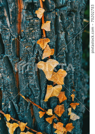 Close-up of some dried leaves of hedera helix 70202783