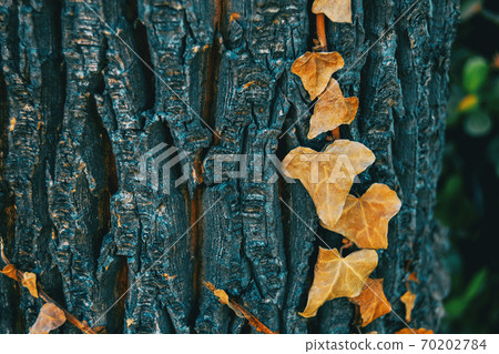 Close-up of some dried leaves of hedera helix 70202784