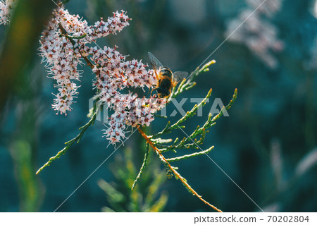 Close-up of a bee pollinating tamarix chinensis flowers Close-up of a bee pollinating tamarix chinensis flowers 70202804