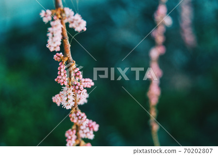 Close-up of some pink buds of tamarix chinensis 70202807
