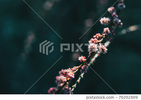 Close-up of some pink small flowers of tamarix chinensis 70202809