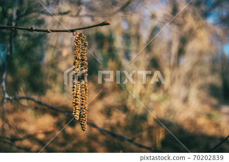 Close-up of a corylus avellana Close-up of a corylus avellana 70202839