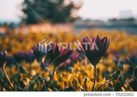Pink osteospermum ecklonis flower Pink osteospermum ecklonis flower 70202882