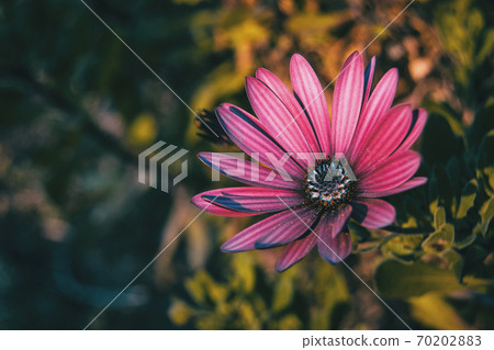 Pink osteospermum ecklonis flower Pink osteospermum ecklonis flower 70202883