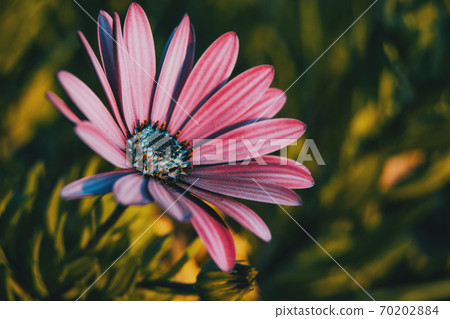 Pink osteospermum ecklonis flower Pink osteospermum ecklonis flower 70202884