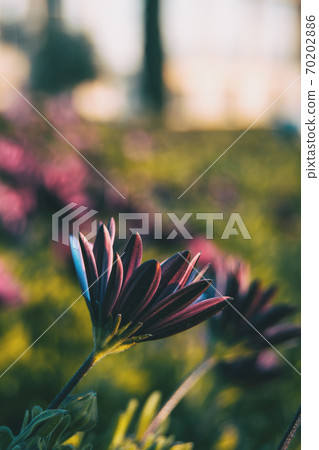 Pink osteospermum ecklonis flower Pink osteospermum ecklonis flower 70202886