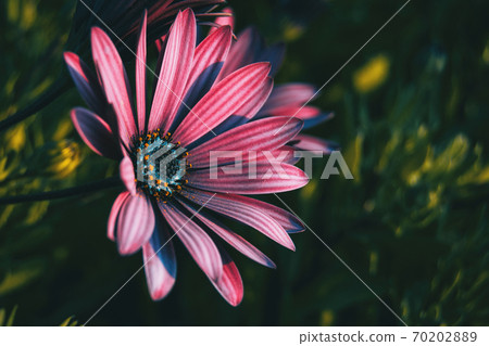 Pink osteospermum ecklonis flower Pink osteospermum ecklonis flower 70202889