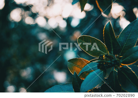 Green leaves of ligustrum lucidum Green leaves of ligustrum lucidum 70202890