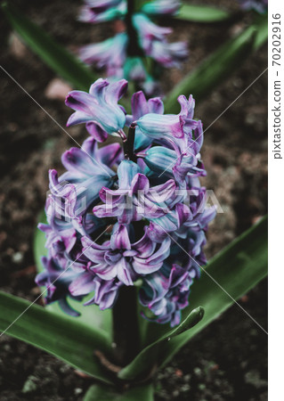 Close-up of an inflorescence of blue and lilac flowers Close-up of an inflorescence of blue and lilac flowers 70202916
