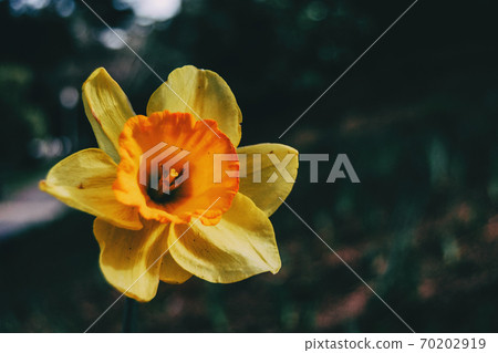 Close-up of a yellow narcissus dubius flower Close-up of a yellow narcissus dubius flower 70202919